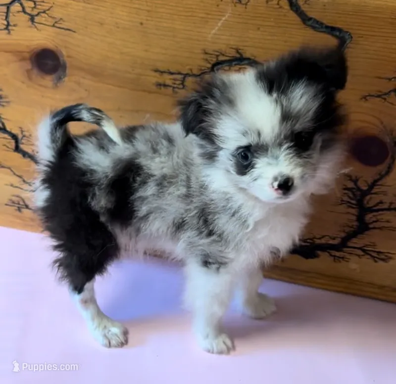 Lil Lady 1 blue eye – Pomeranian puppy for sale in Denham Springs, LA