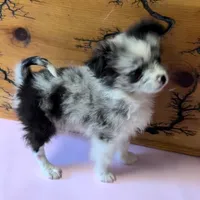 Lil Lady 1 blue eye, a female Pomeranian for sale in Denham Springs, LA – 2 of 10