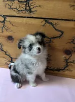 Lil Lady 1 blue eye, a female Pomeranian for sale in Denham Springs, LA – 4 of 10