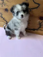 Lil Lady 1 blue eye, a female Pomeranian for sale in Denham Springs, LA – 7 of 10