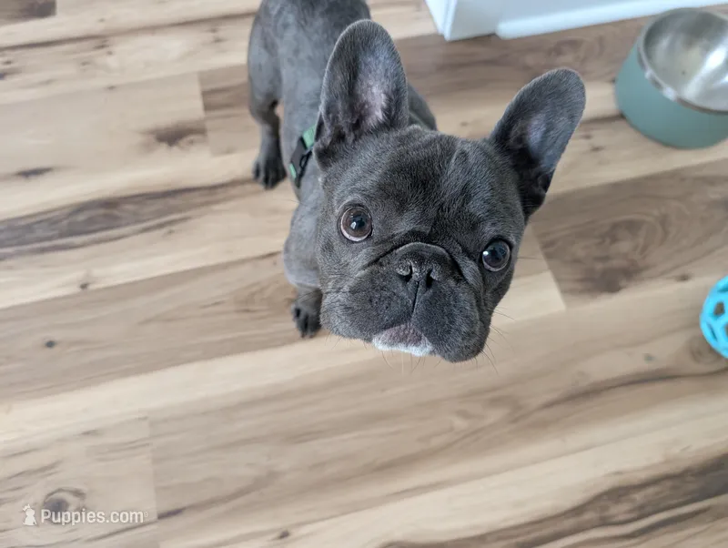 Pablo – French Bulldog puppy for sale in Lugoff, SC