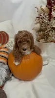 Gus GUs, a female Miniature Goldendoodle for sale in Mesa, AZ – 4 of 8