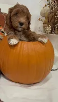 Tinkerbell, a female Miniature Goldendoodle for sale in Mesa, AZ – 4 of 9