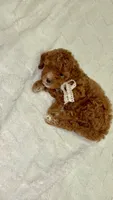 Minnie, a female Miniature Goldendoodle for sale in Mesa, AZ – 7 of 9