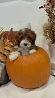 Chewie, a male Miniature Goldendoodle for sale in Mesa, AZ – 2 of 7
