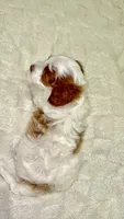 Simba, a male Miniature Goldendoodle for sale in Mesa, AZ – 3 of 6