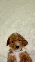 Gus GUs, a female Miniature Goldendoodle for sale in Mesa, AZ – 5 of 8