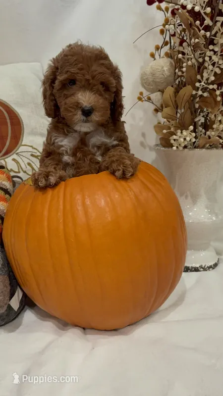Minnie – Miniature Goldendoodle puppy for sale in Mesa, AZ