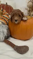 Tinkerbell, a female Miniature Goldendoodle for sale in Mesa, AZ – 5 of 9