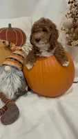 Gus GUs, a female Miniature Goldendoodle for sale in Mesa, AZ – 3 of 8