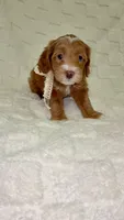 Boo, a female Miniature Goldendoodle for sale in Mesa, AZ – 5 of 7