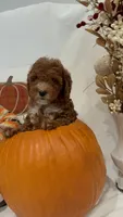 Minnie, a female Miniature Goldendoodle for sale in Mesa, AZ – 2 of 9
