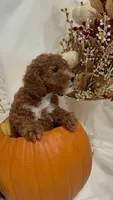 Minnie, a female Miniature Goldendoodle for sale in Mesa, AZ – 5 of 9