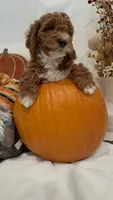 Gus GUs, a female Miniature Goldendoodle for sale in Mesa, AZ – 2 of 8