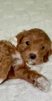 Boo, a female Miniature Goldendoodle for sale in Mesa, AZ – 6 of 7