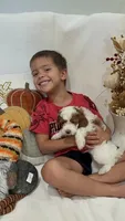 Simba, a male Miniature Goldendoodle for sale in Mesa, AZ – 5 of 6