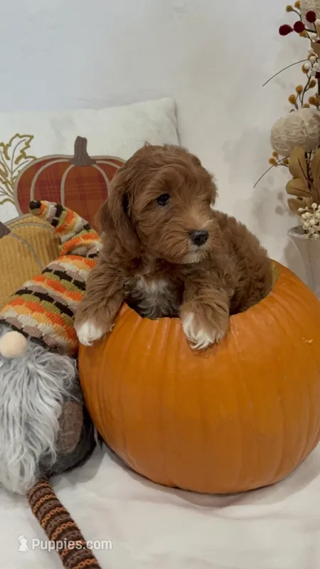 Tinkerbell – Miniature Goldendoodle puppy on hold in Mesa, AZ
