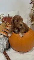 Tinkerbell, a female Miniature Goldendoodle for sale in Mesa, AZ – 1 of 9