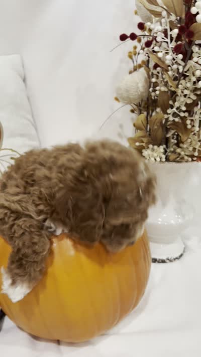 Gus GUs, a female Miniature Goldendoodle for sale in Mesa, AZ – 8 of 8