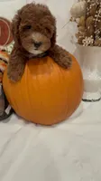 Minnie, a female Miniature Goldendoodle for sale in Mesa, AZ – 3 of 9