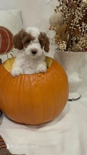 Simba – Miniature Goldendoodle puppy for sale in Mesa, AZ