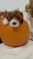 Chewie, a male Miniature Goldendoodle for sale in Mesa, AZ – 3 of 7