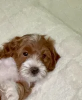 Chewie, a male Miniature Goldendoodle for sale in Mesa, AZ – 6 of 7