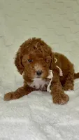 Minnie, a female Miniature Goldendoodle for sale in Mesa, AZ – 6 of 9
