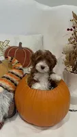 Chewie, a male Miniature Goldendoodle for sale in Mesa, AZ – 1 of 7