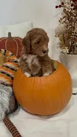 Tinkerbell, a female Miniature Goldendoodle for sale in Mesa, AZ – 2 of 9