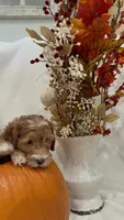 Boo, a female Miniature Goldendoodle for sale in Mesa, AZ – 3 of 7