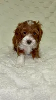 Chewie, a male Miniature Goldendoodle for sale in Mesa, AZ – 4 of 7