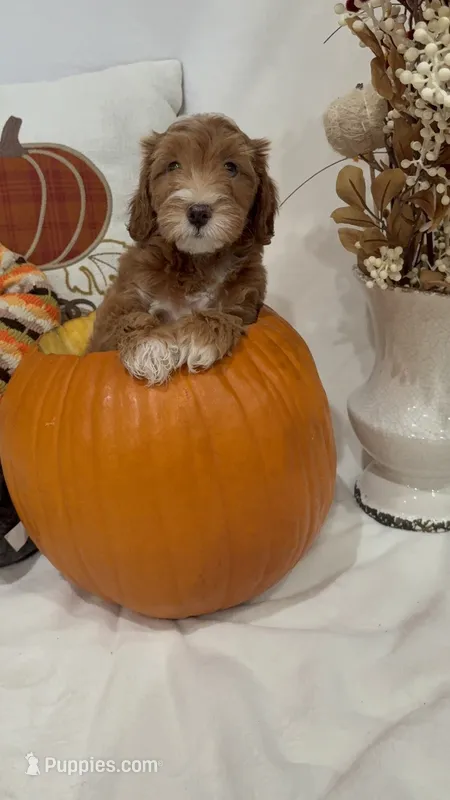 Boo – Miniature Goldendoodle puppy for sale in Mesa, AZ
