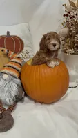 Boo, a female Miniature Goldendoodle for sale in Mesa, AZ – 2 of 7