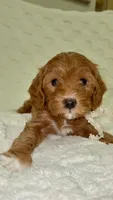 Tinkerbell, a female Miniature Goldendoodle for sale in Mesa, AZ – 8 of 9