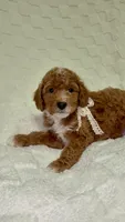 Gus GUs, a female Miniature Goldendoodle for sale in Mesa, AZ – 6 of 8