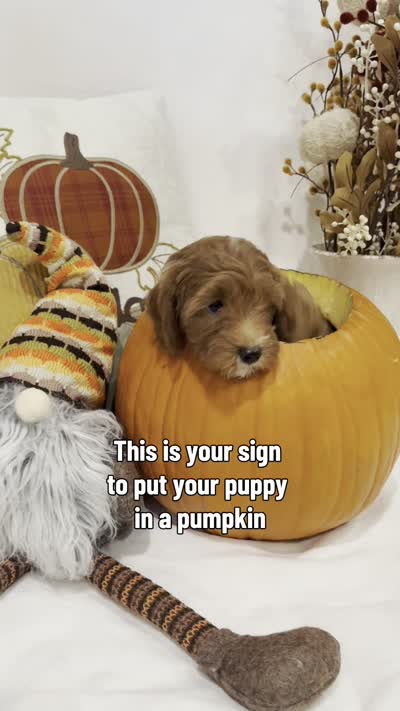 Tinkerbell, a female Miniature Goldendoodle for sale in Mesa, AZ – 9 of 9