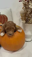 Tinkerbell, a female Miniature Goldendoodle for sale in Mesa, AZ – 3 of 9