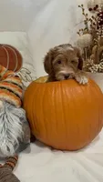 Boo, a female Miniature Goldendoodle for sale in Mesa, AZ – 4 of 7
