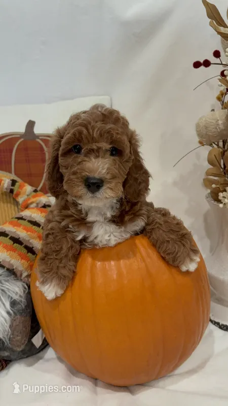Gus GUs – Miniature Goldendoodle puppy for sale in Mesa, AZ