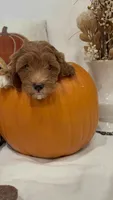 Tinkerbell, a female Miniature Goldendoodle for sale in Mesa, AZ – 6 of 9