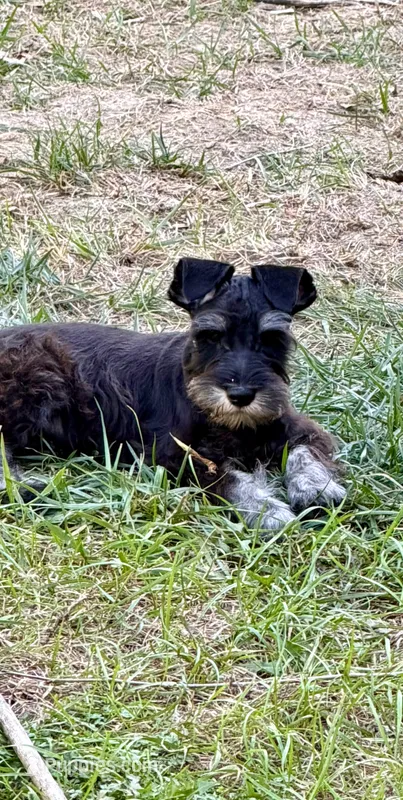 Leon – Miniature Schnauzer puppy for sale in Kansas City, KS