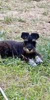 Leon, a male Miniature Schnauzer for sale in Kansas City, KS – 1 of 1