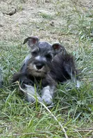Goose, a male Miniature Schnauzer for sale in Kansas City, KS – 1 of 1