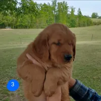 Joe, a male Golden Retriever for sale in Sandy Ridge, NC – Photo 4 of 6
