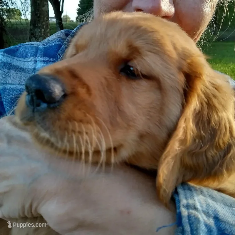 Joe – Golden Retriever puppy for sale in Sandy Ridge, NC