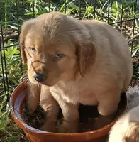 Joe, a male Golden Retriever for sale in Sandy Ridge, NC – Photo 1 of 2