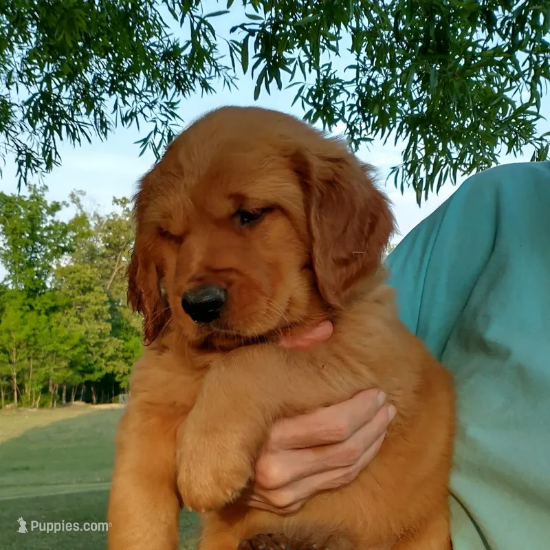 Joe, a male Golden Retriever for sale in Sandy Ridge, NC – Photo 1 of 6