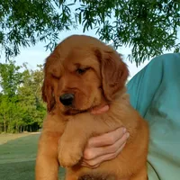 Joe, a male Golden Retriever for sale in Sandy Ridge, NC – Photo 1 of 6