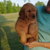Joe, a male Golden Retriever for sale in Sandy Ridge, NC – Photo 2 of 6